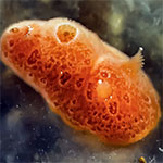 Aldisa sp. F